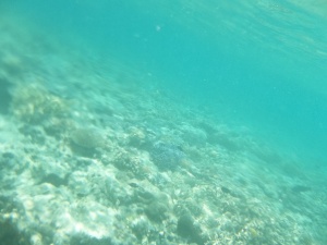 Snorkelling near the Great Barrier Reef